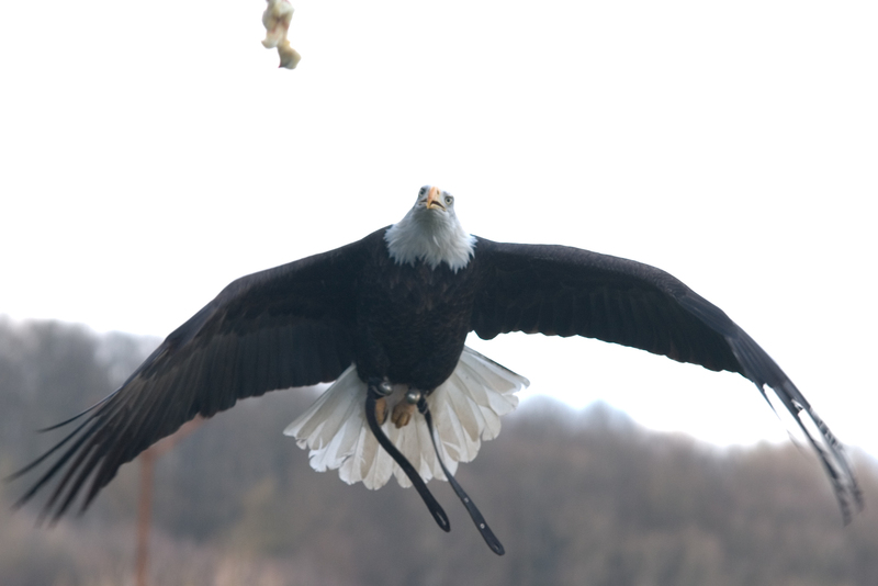 Adler fängt Beute aus der Luft
